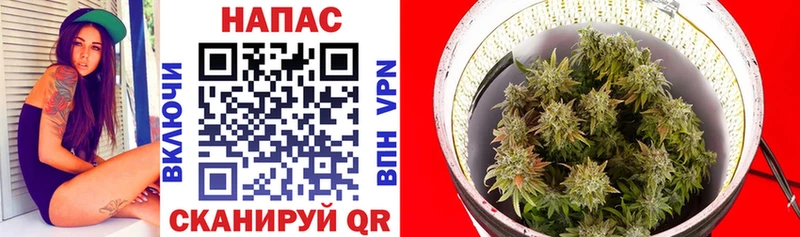 наркотики  Шуя  Шишки марихуана Ganja 